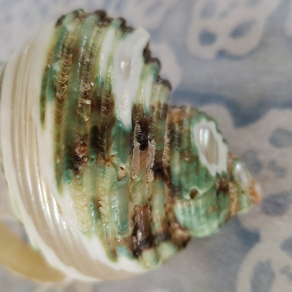 Carved Seashell with Rabbit - Picture 11 of 15